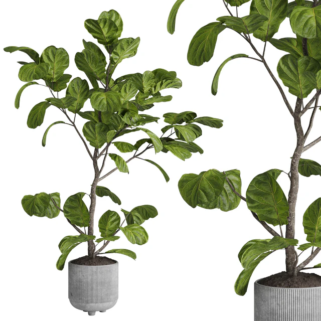 Ficus lyrata plant - indoor plant set 437 — Скачать