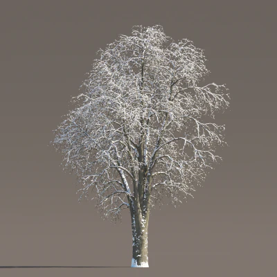068 winter — Download