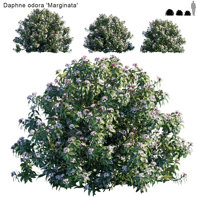 Daphne Odora | Marginata — Descargar