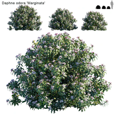 Daphne Odora | Marginata — Ver 1
