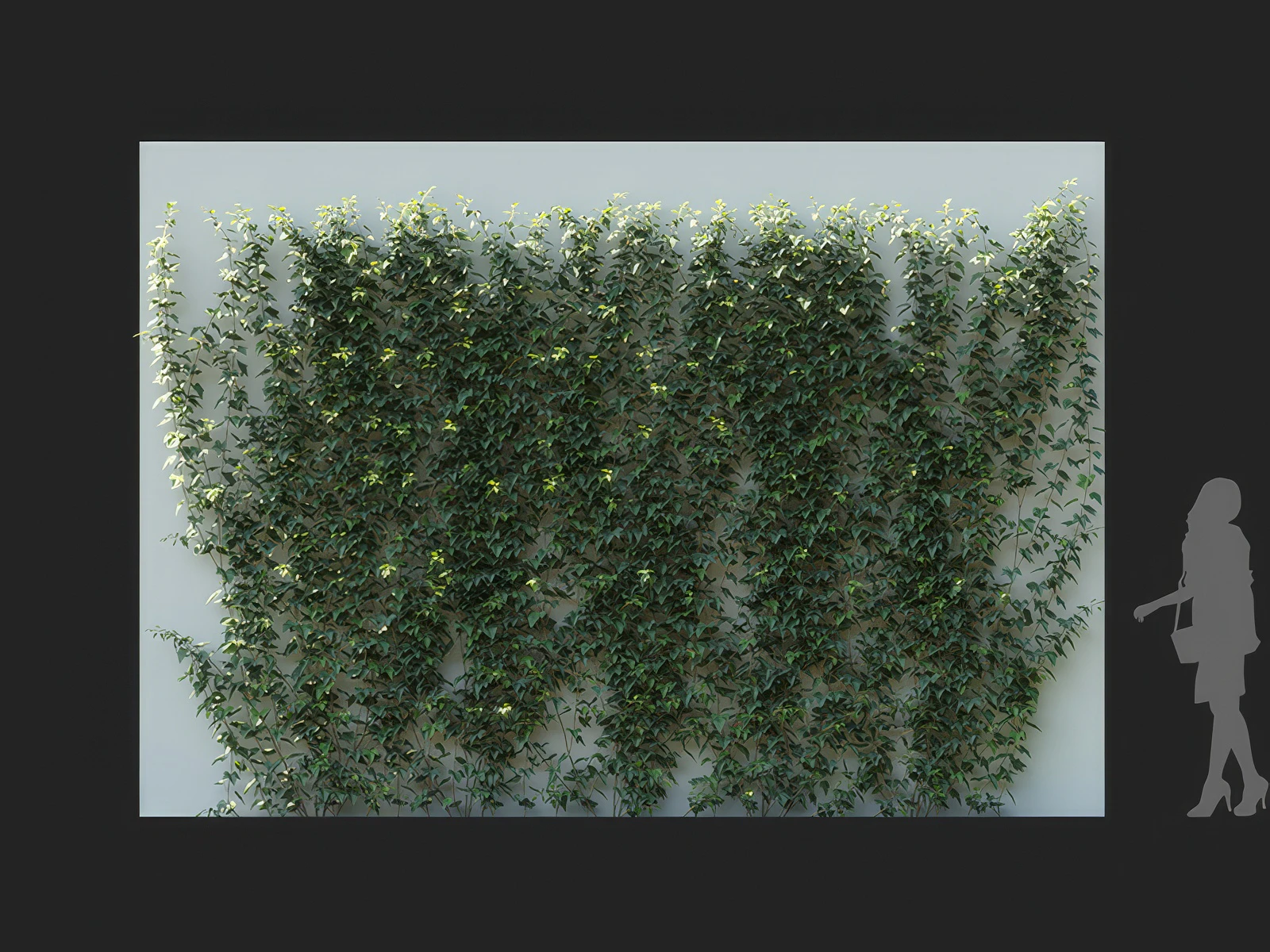 hedera nepalensis 002 — Скачать