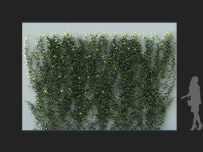 hedera nepalensis 002 — Скачать