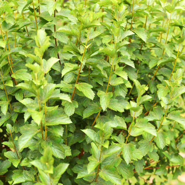 Physocarpus — Descargar