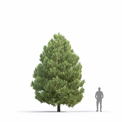 Pine — Ver 5