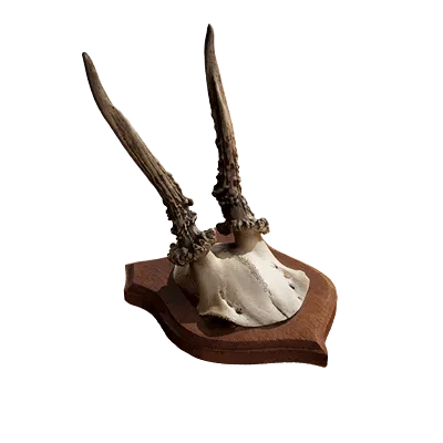 decorative antlers wall mount 001 — Descargar