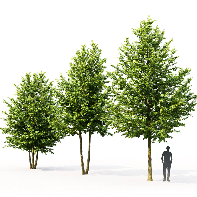 Tilia platyphyllos — Descargar