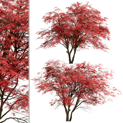 Set of Japanese Maple Trees (Acer Palmatum) (2 Trees) — Ver 4