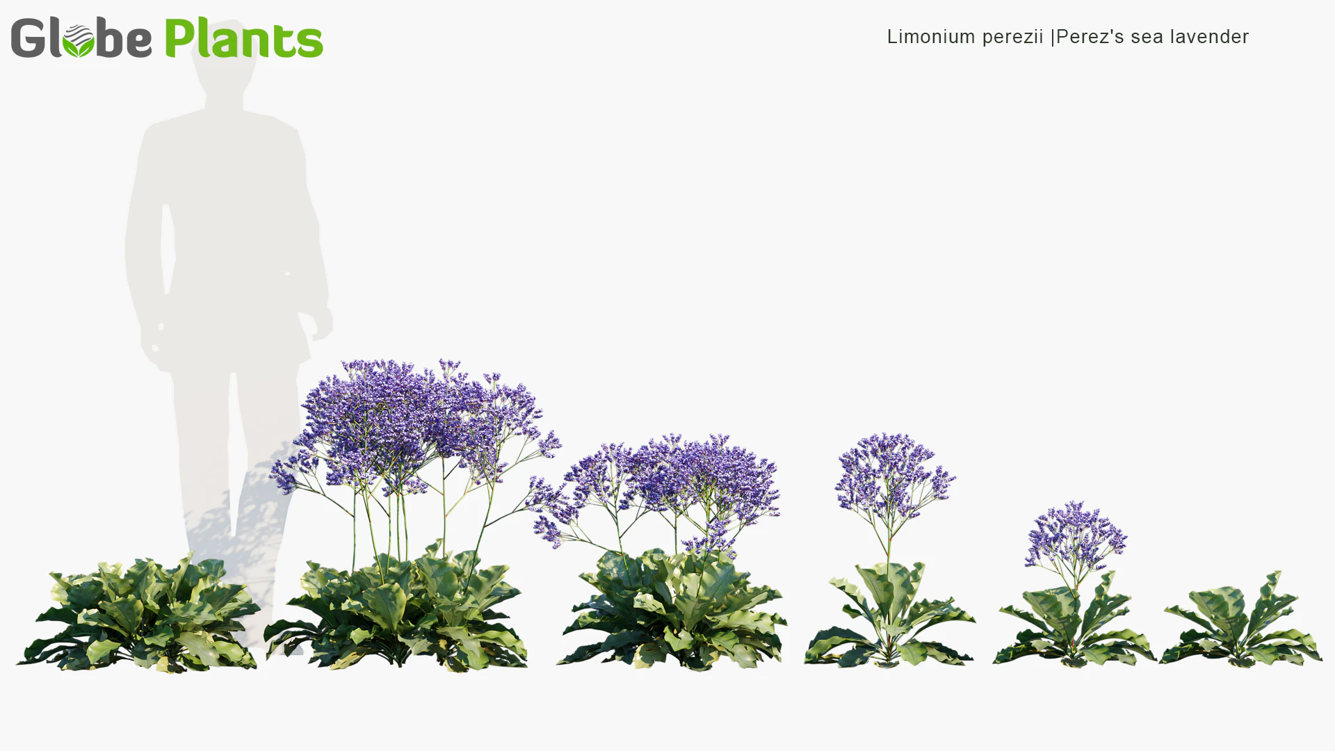 limonium perezii — Скачать