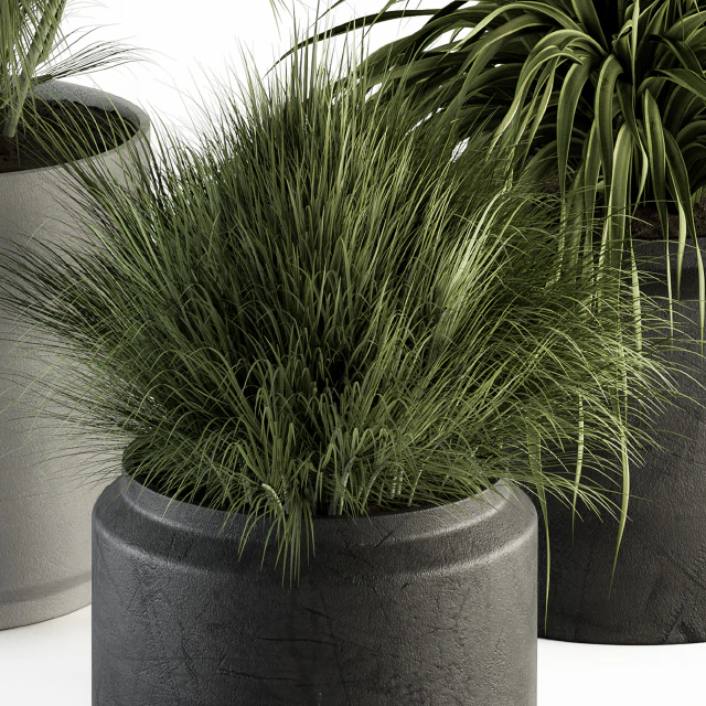 indoor Plant Set 223 - Plant Set in pot — Скачать
