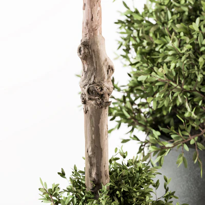 Outdoor Plant Set 282 - Plant and Tree Set in Ceramic Pot — Ver 5