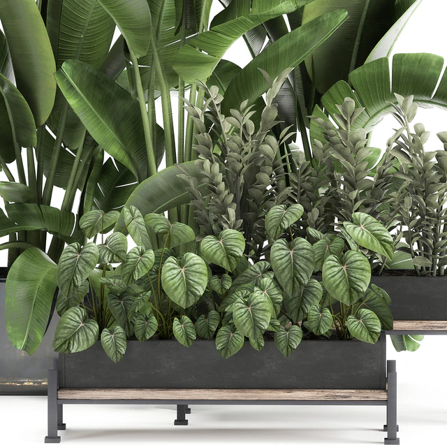 Collection of plants in potted flower beds with Thickets, Strelitzia, banana, Zamiokulkas, Philodendron, jungle. Set 914. — Descargar