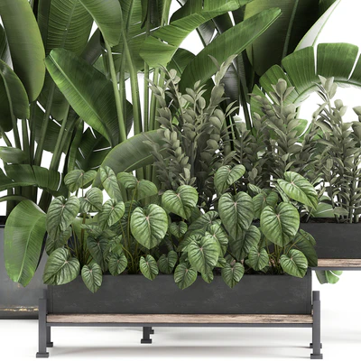 Collection of plants in potted flower beds with Thickets, Strelitzia, banana, Zamiokulkas, Philodendron, jungle. Set 914. — Ver 6