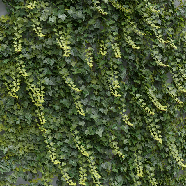 Ivy / Hedera helix #3 — Descargar