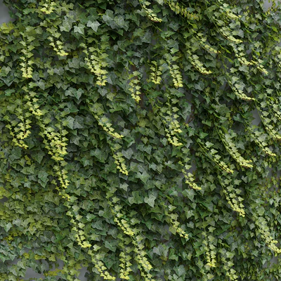 Ivy / Hedera helix #3 — Ver 7