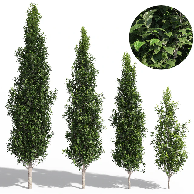 Carpinus Fastigiata Pyramidal — Descargar