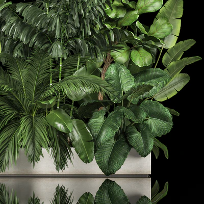 A collection of plants for a home garden with thickets and bushes, palm, strelitzia, flowerbed, flowerpot, ficus lirata. 1114. — Ver 5