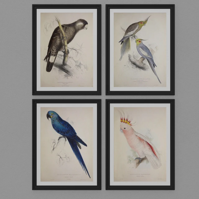 Parrot set — Descargar