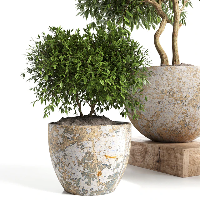 Outdoor plant in concrete pot 12 — Скачать
