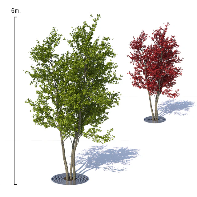 Urban Maple Tree — Descargar