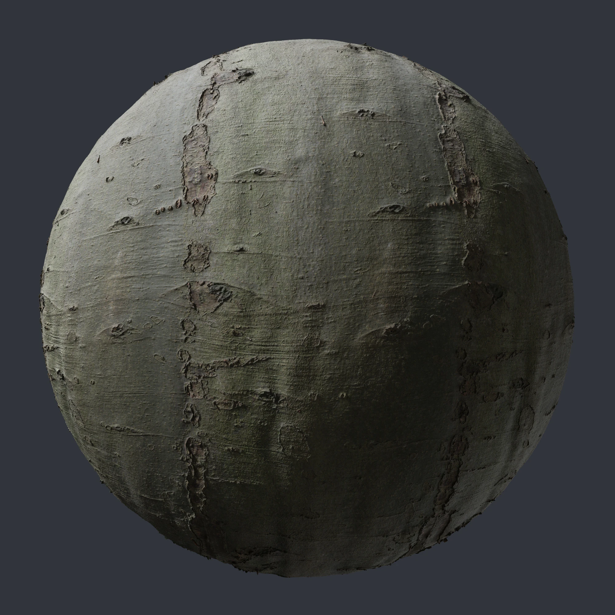 beech bark 005 — Descargar