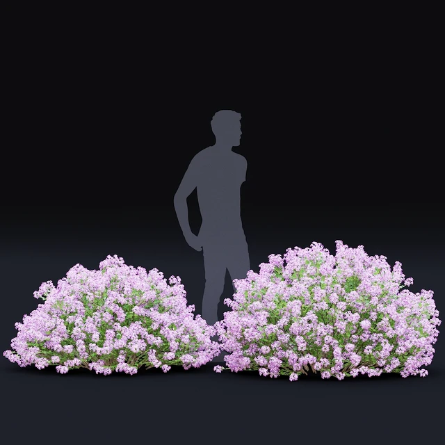 Mayers lilac bushes | Syringa meyeri — Descargar