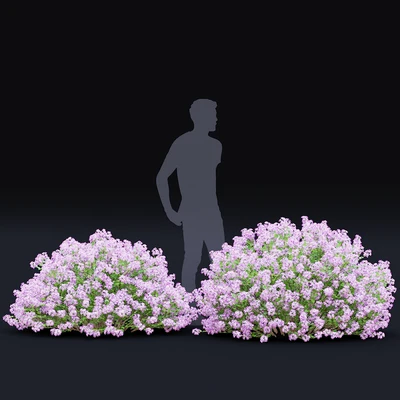 Mayers lilac bushes | Syringa meyeri — Ver 7