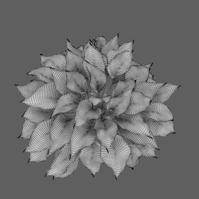 Hosta — Вид 6