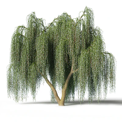 Willow — Ver 1