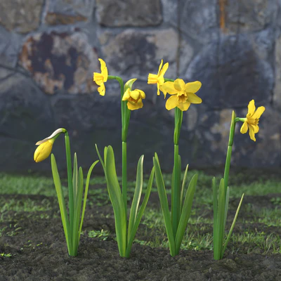garden flowers 019 — Descargar