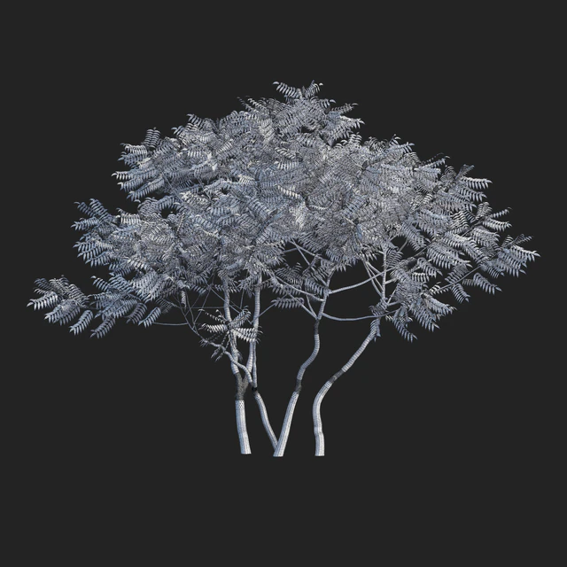 Deer-horned sumac | Rhus typhina 2 seasons — Descargar