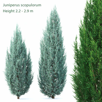 Juniperus — Вид 1