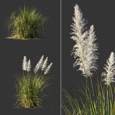 Cortaderia dioecious / Cortaderia selloana — Ver 1