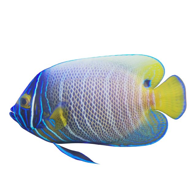 Blue girdled Angelfish set 03 — Скачать