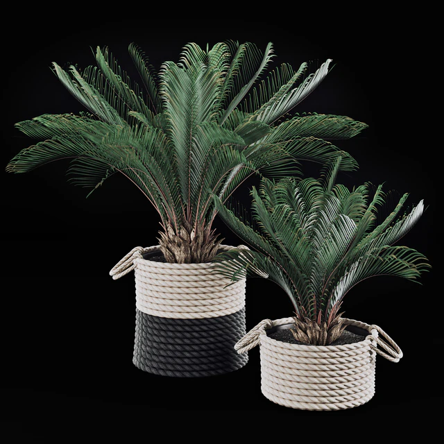 Palms in baskets — Descargar