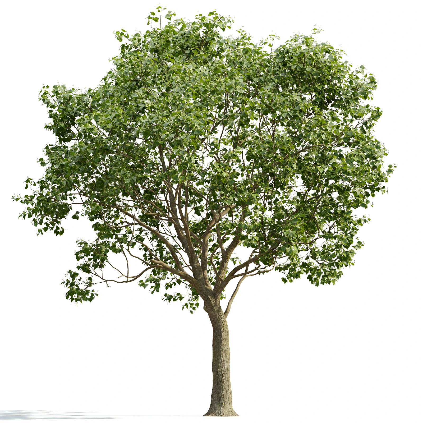 trees and barks 020 — Descargar