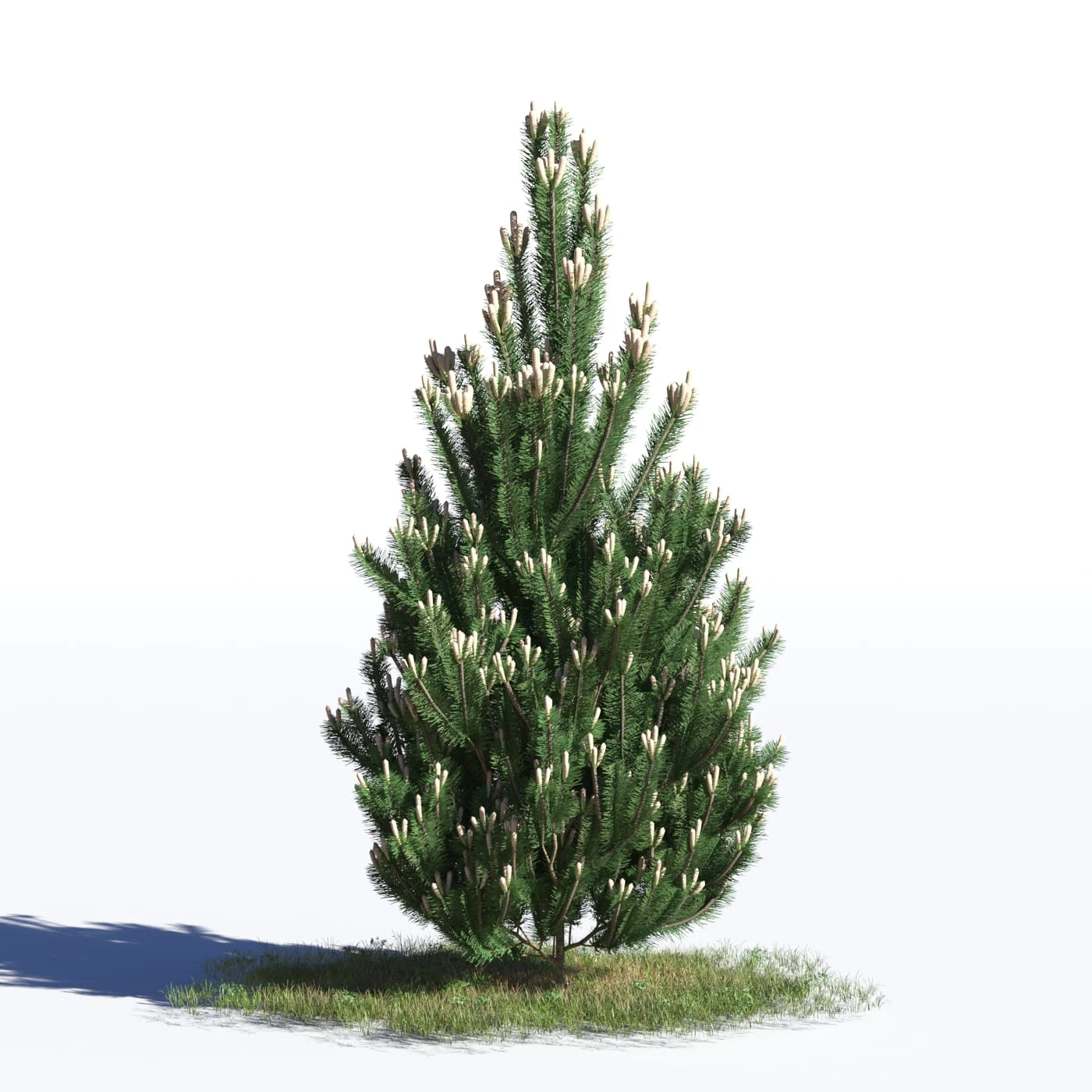 coniferous trees 035 — Скачать