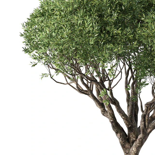 Tree No.89 — Descargar