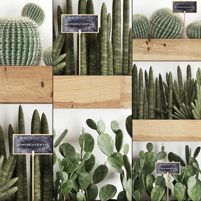 Vertical gardening. 42. Cacti, shelf with flowers, echinocactus, cereus, sansevieria, Prickly pear, Barrel cactus, eco design, plants, phytowall — Descargar