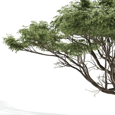 High quality Acacia — Ver 3