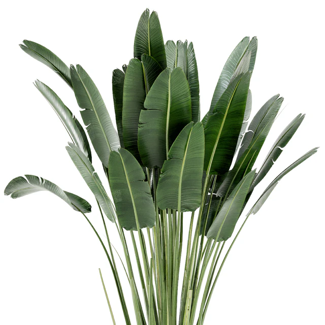 Indoor Plants In Handmade Glazed pot - Set 190 — Descargar
