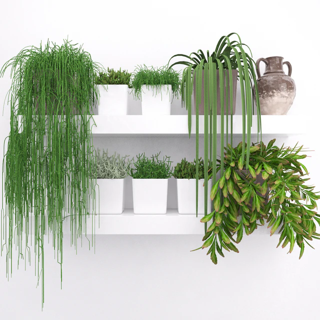 Set of succulents - ripsalis — Descargar