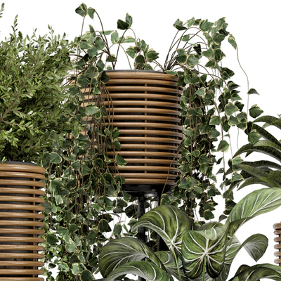 Indoor Plants in natural rattan Pot on Metal Base  - Set 592 — Вид 7