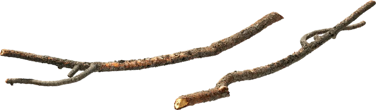 tree branch 006 — Descargar