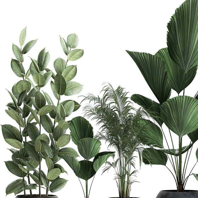 Collection of small beautiful plants in black pots with Licuala, palm, ficus. Set 664. — Descargar