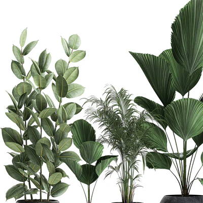 Collection of small beautiful plants in black pots with Licuala, palm, ficus. Set 664. — Ver 5