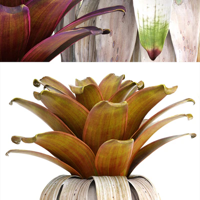 Экзотический цветок 153. Bromelia, Куст, растения, горшок, вазон, Бромелия, ботанический, сад, декоративный, тропический — Вид 3