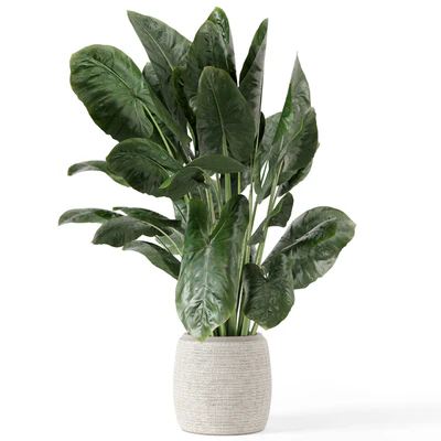 Indoor Plants in Handmade Stone Pot - Set 1797 — Ver 5