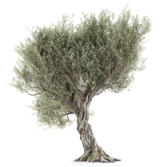 Оливковое дерево 1 (Olive tree) — Скачать