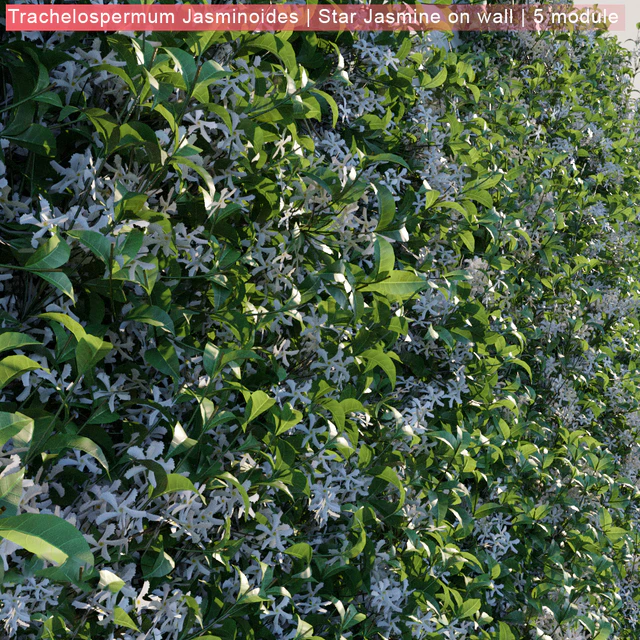 Trachelospermum Jasminoides | Star Jasmine on wall — Скачать
