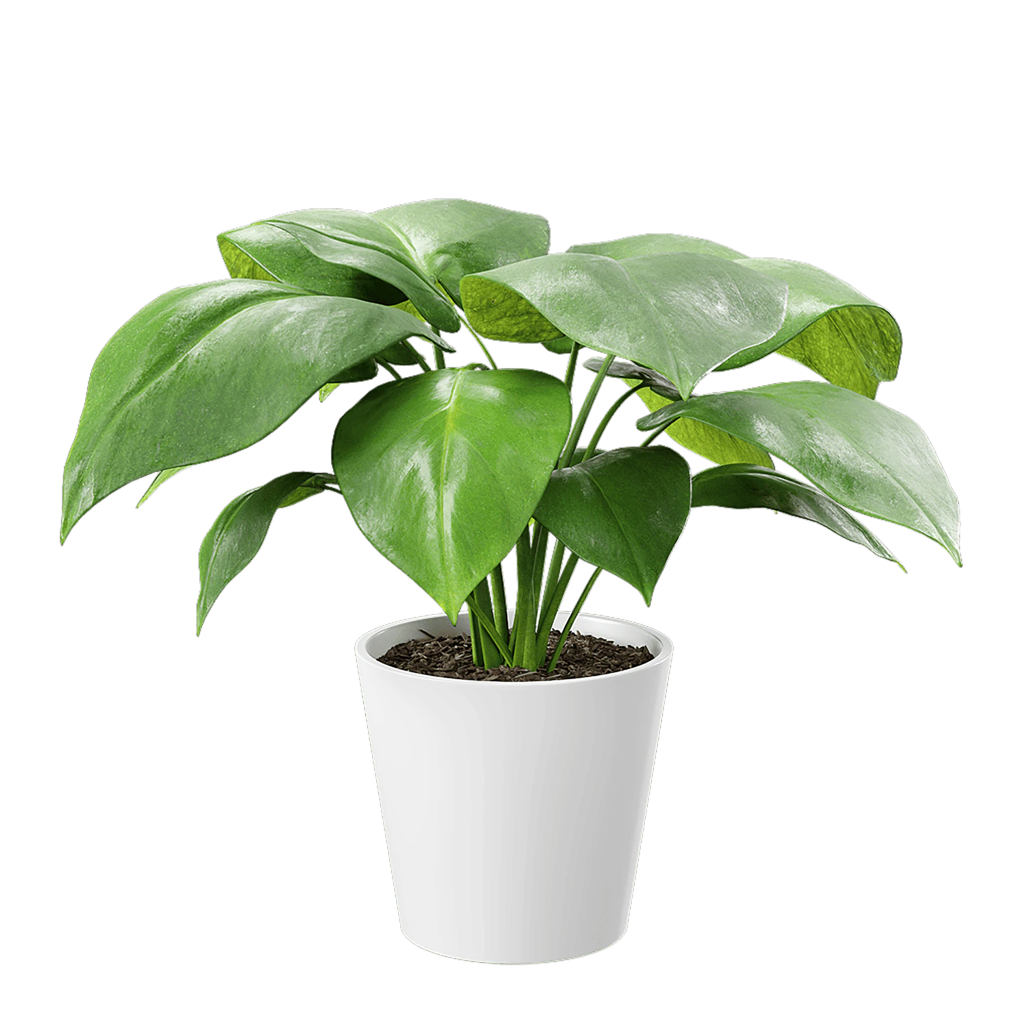 plant monstera young — Descargar